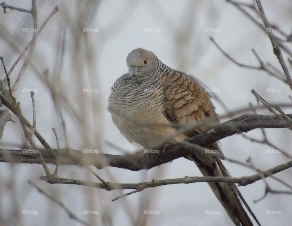 Zebra dove. Solitery zebra dove with the similar good colour of camufladged with the wood of habitat. What colour of brown , related of colour wood to perch for long minutes ? A member great of columbidae.