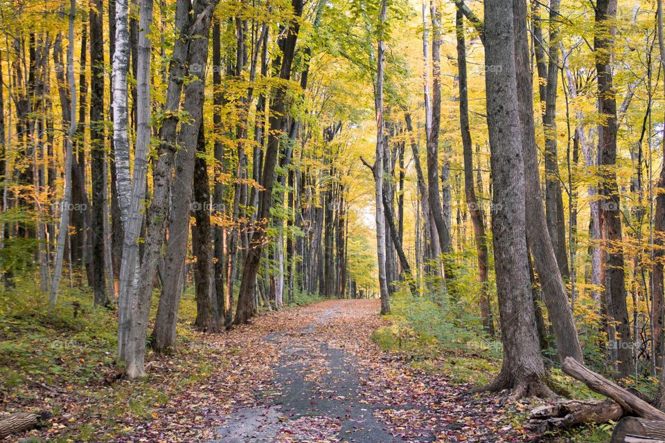 View of autumn trees