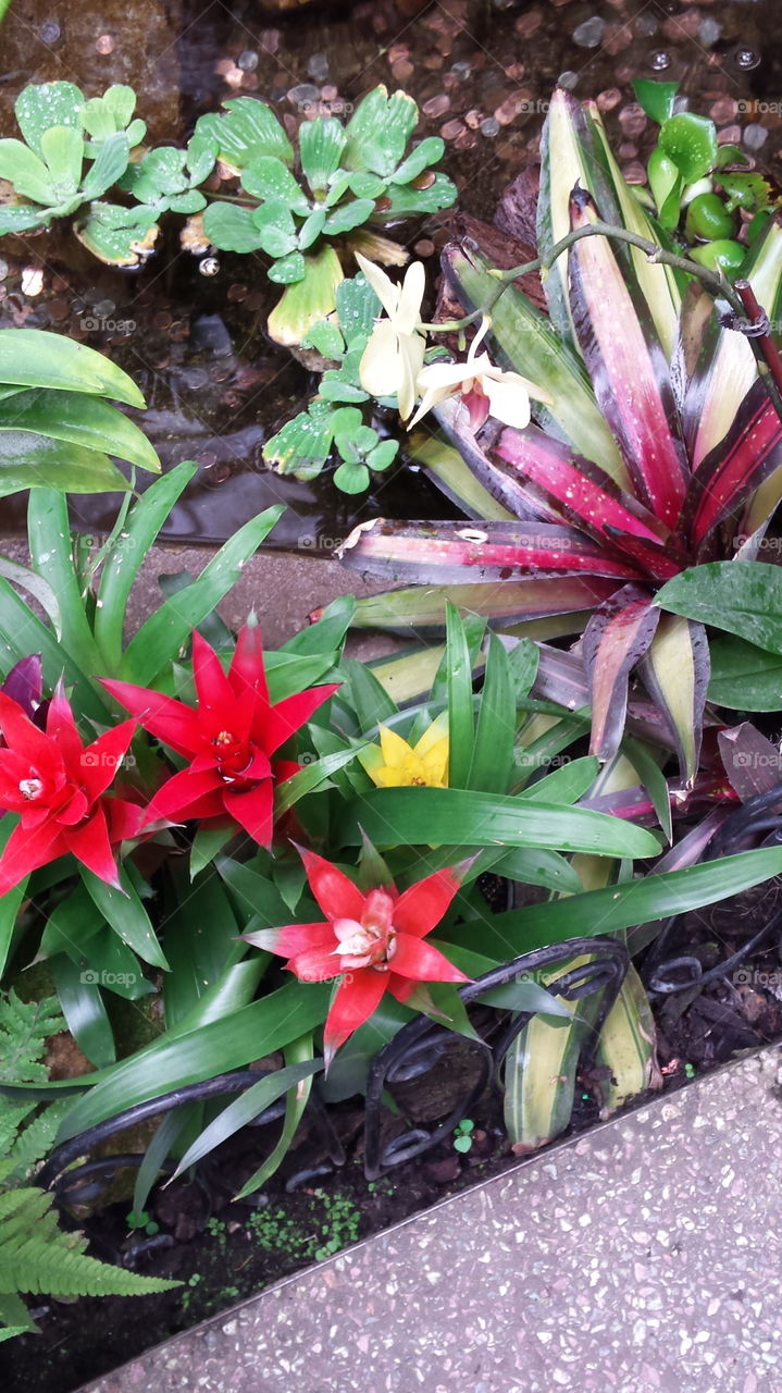 In Color. Krohn Conservatory in Cincinnati