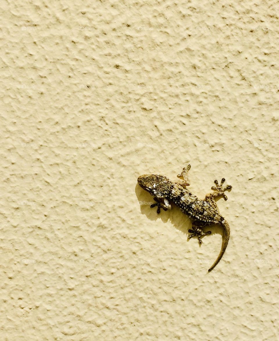 Wall Lizzard