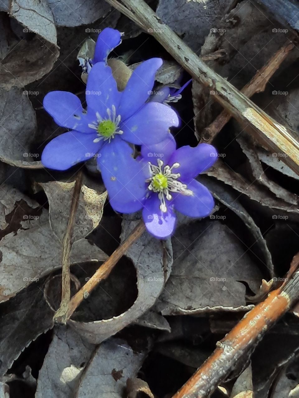 sunlit blue hepatica flowers on the background of dead leaves