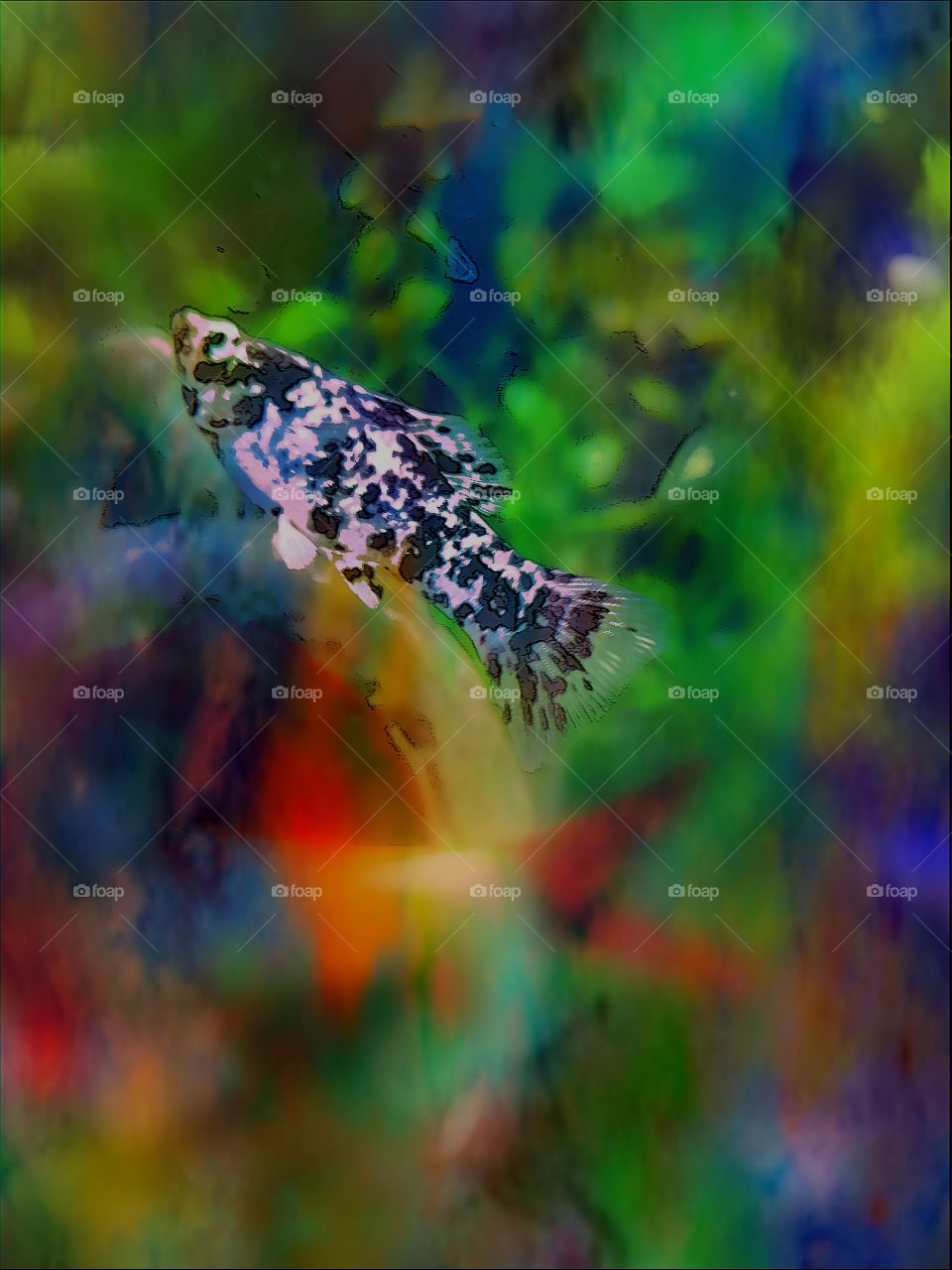 A edit of my fishes. Beautiful watercolour. Dramatic capture. Water snaps. Aquarium. Fish Tank. Pets. Hobbies