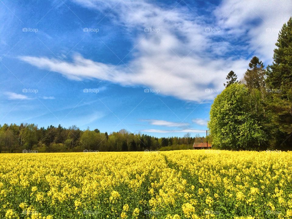 Oilseed rape growing on field