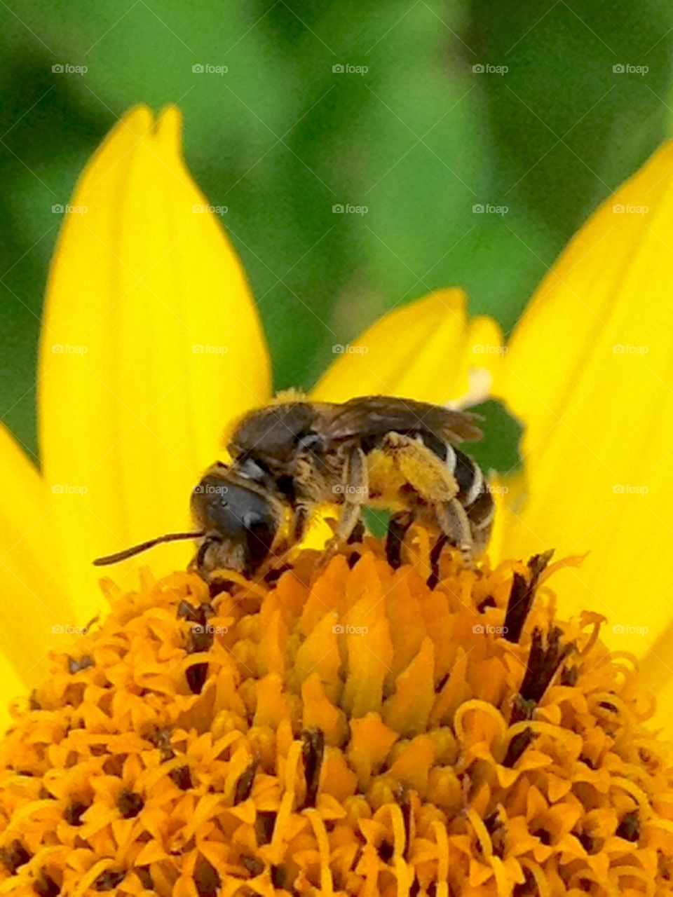 Summer..bee..worth collecting pollen,so small and works tirelessly