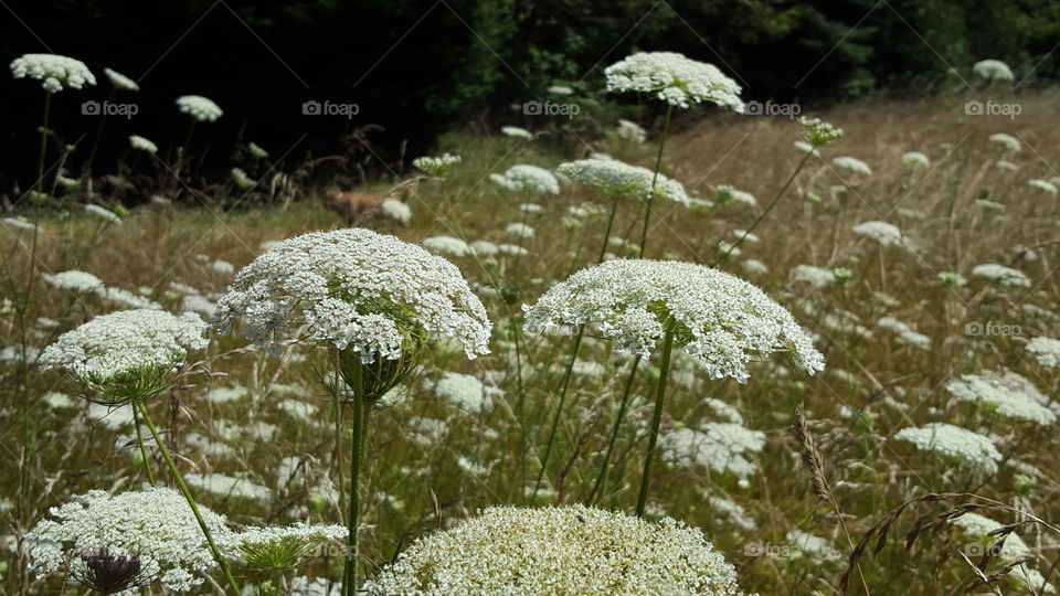 white flowers