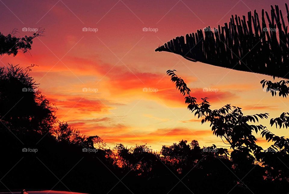 Another beautiful sunset over Napier in New Zealand. Within minutes the skies change in an assortment of colors with the plants in black.