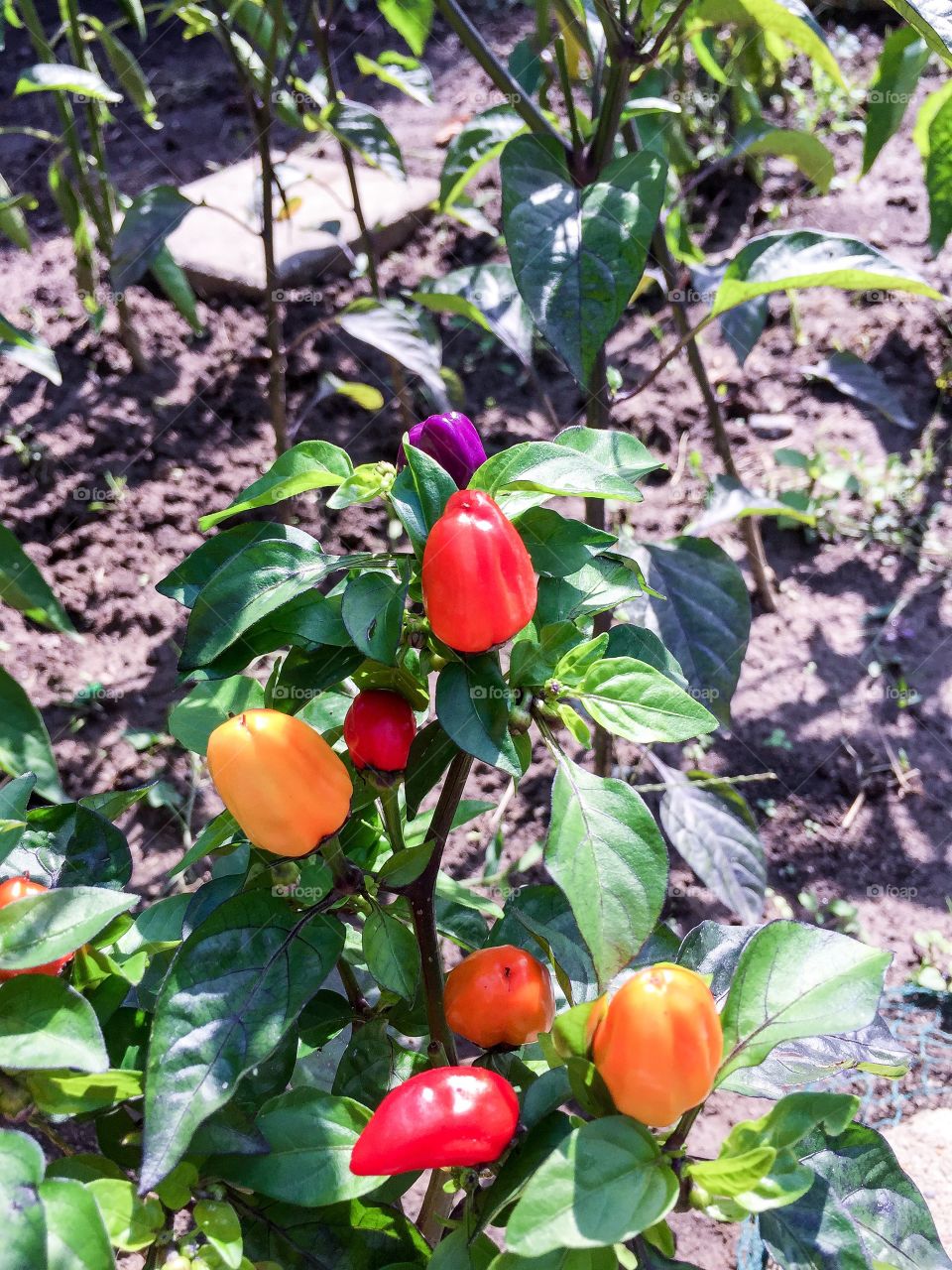Chinese 5 color pepper