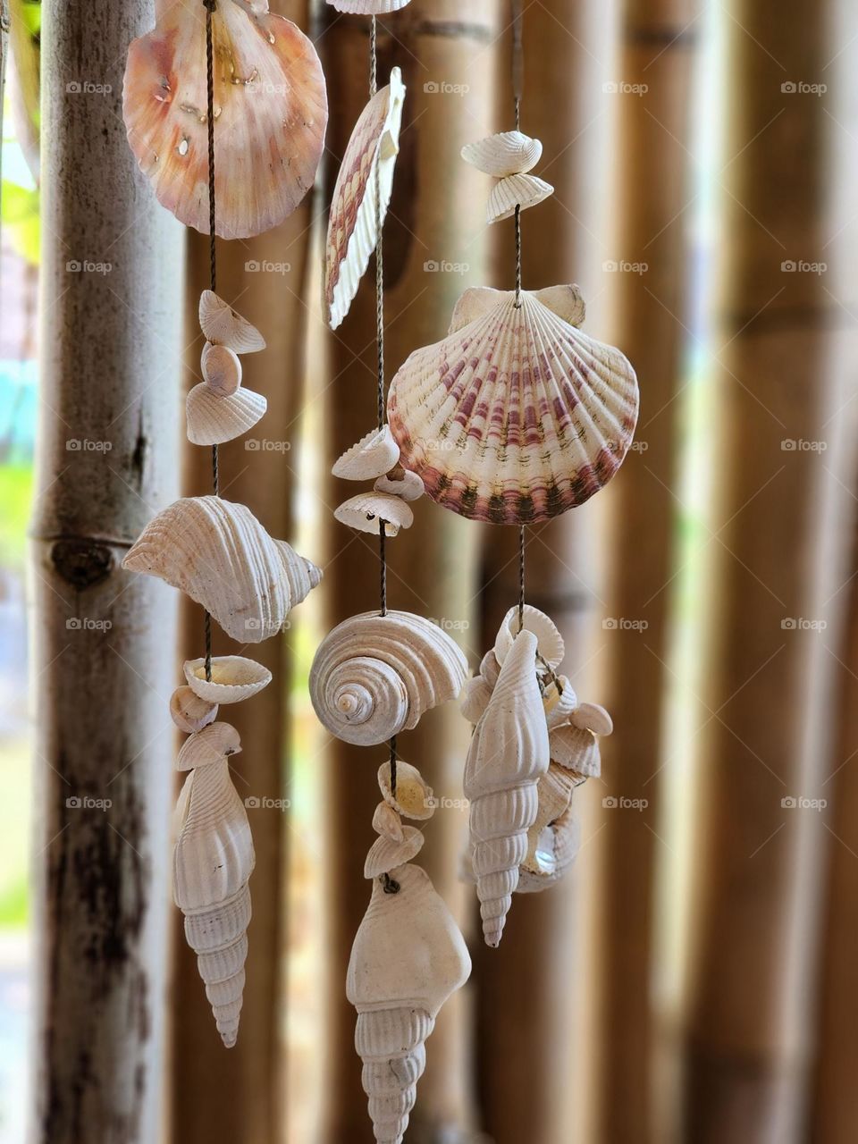 Hanging seashells