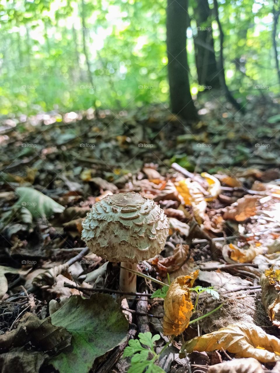 Mystical Mushrooms: A Fungi Adventure