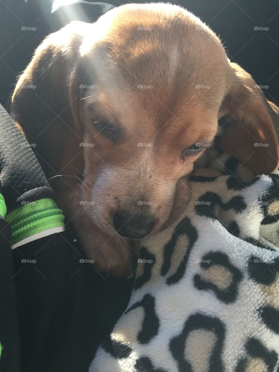 Ginger pup, so sleepy from the truck ride
