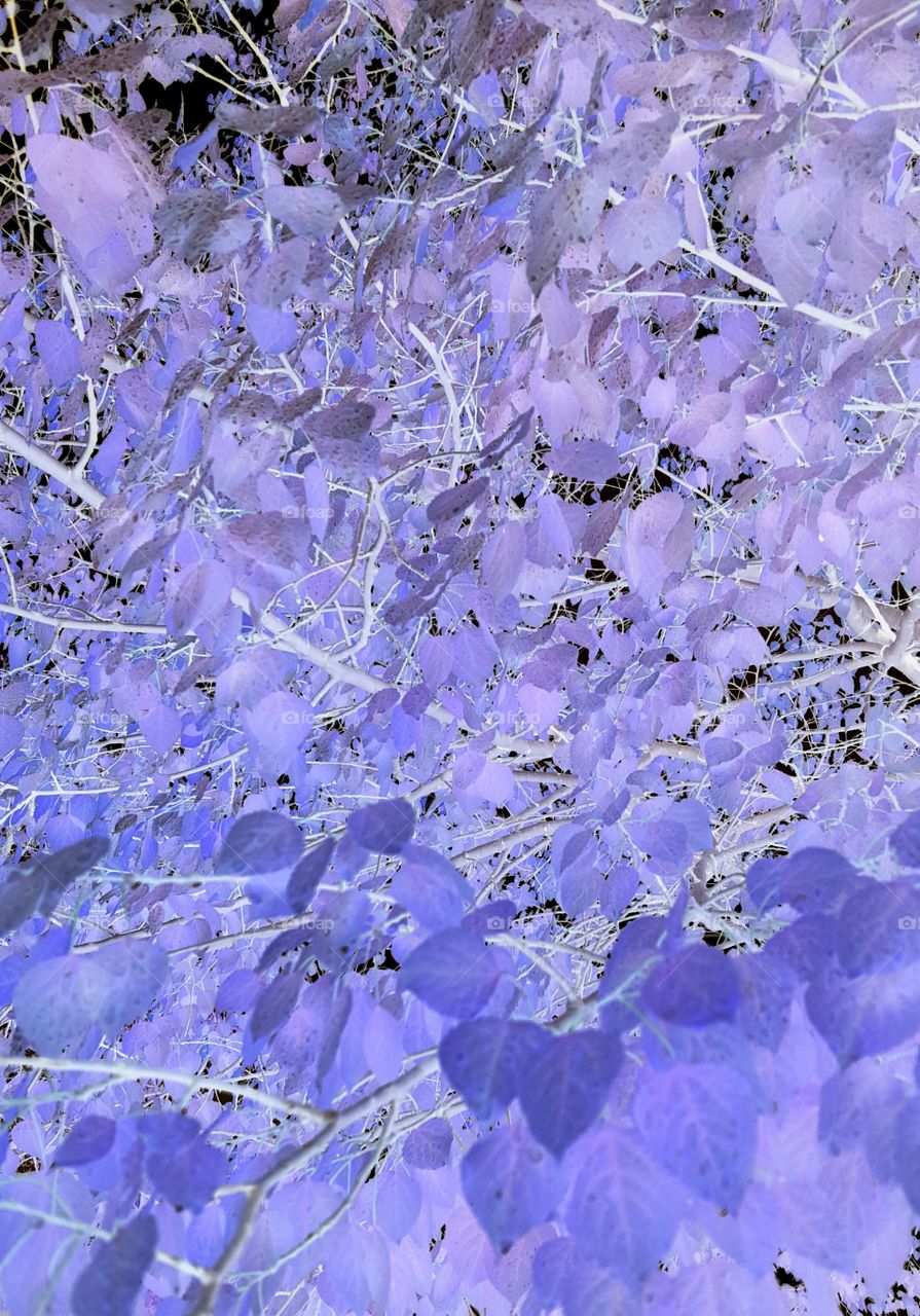 purple tree