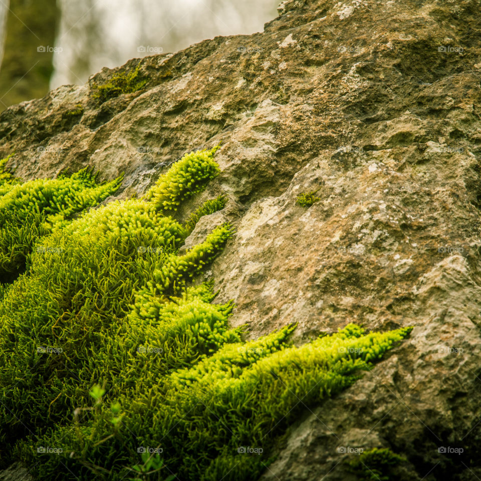 Nature, No Person, Landscape, Moss, Outdoors