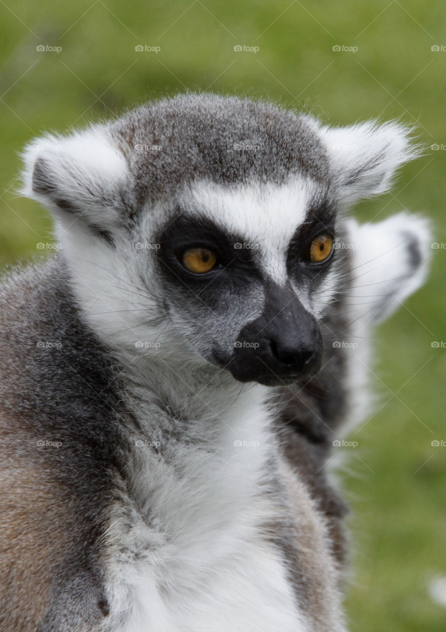 Lemur 