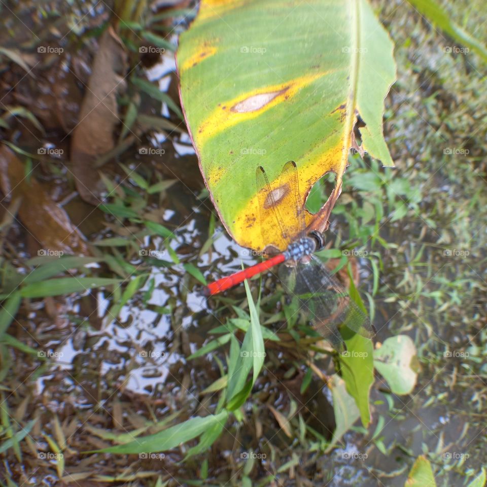 Dragonfly with a red tail perched on a leaf