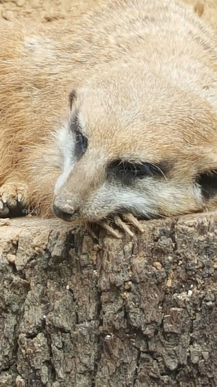 meerkat