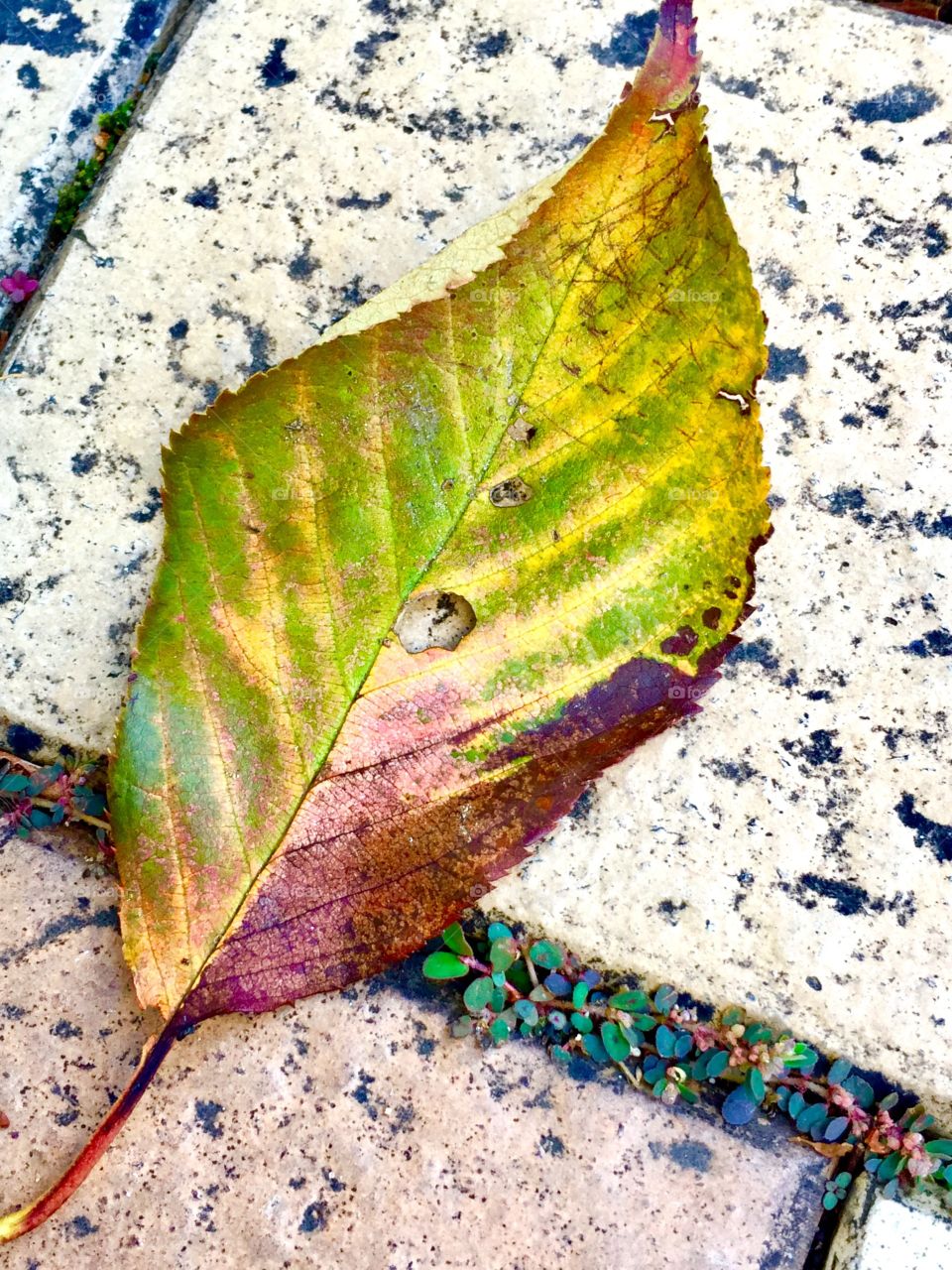 fall  leaf
