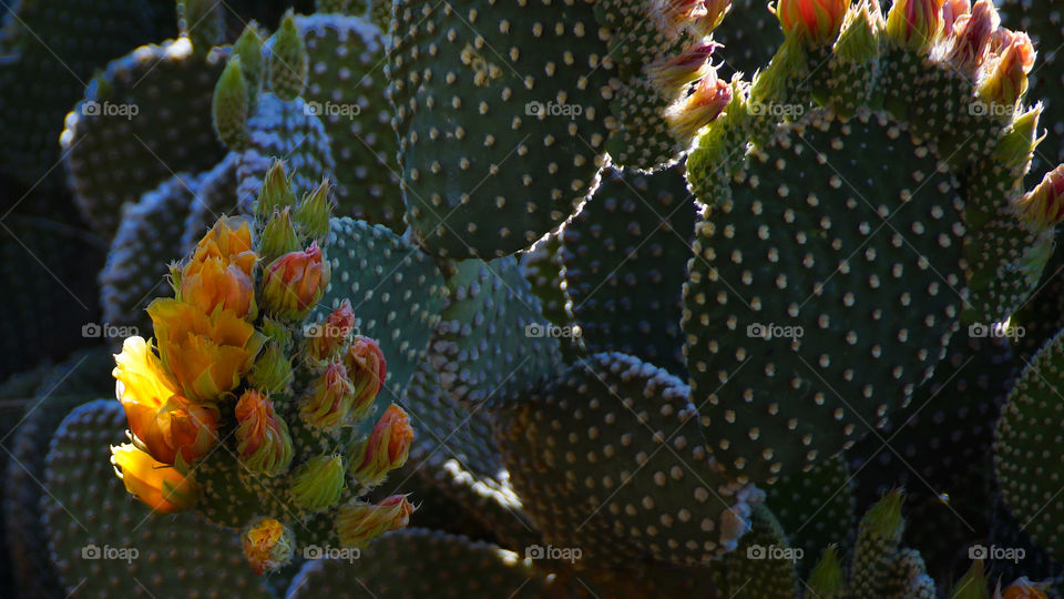 Cactus morning. Morning sunshine, spring in Arizona