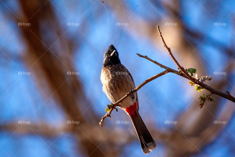 A striking image of a Red-vented Bulbul perched gracefully on a slender branch against beautiful,blurred blue sky.The bird's dark head, soft brown feathers,and bright red undertail create a captivating contrast,embodying the elegance of wildlife.