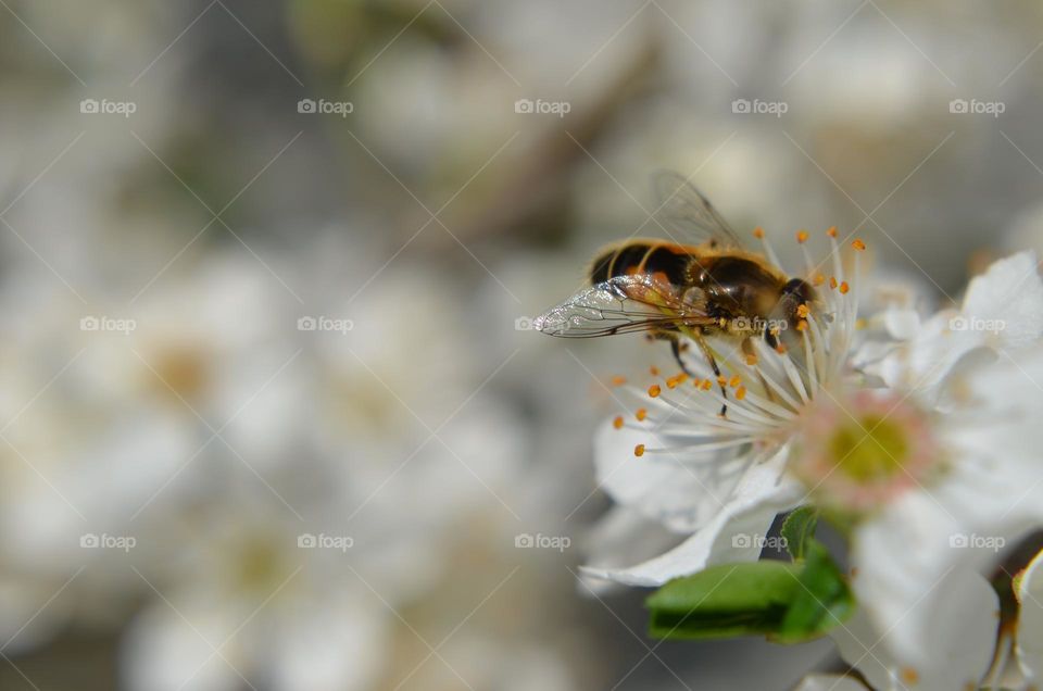 Mission Birds&Bees - Nature in Motion