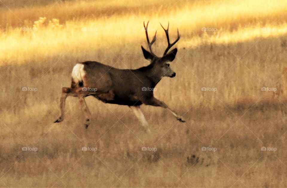 running deer