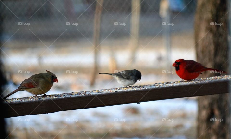 female cardinal and junco and male cardinal