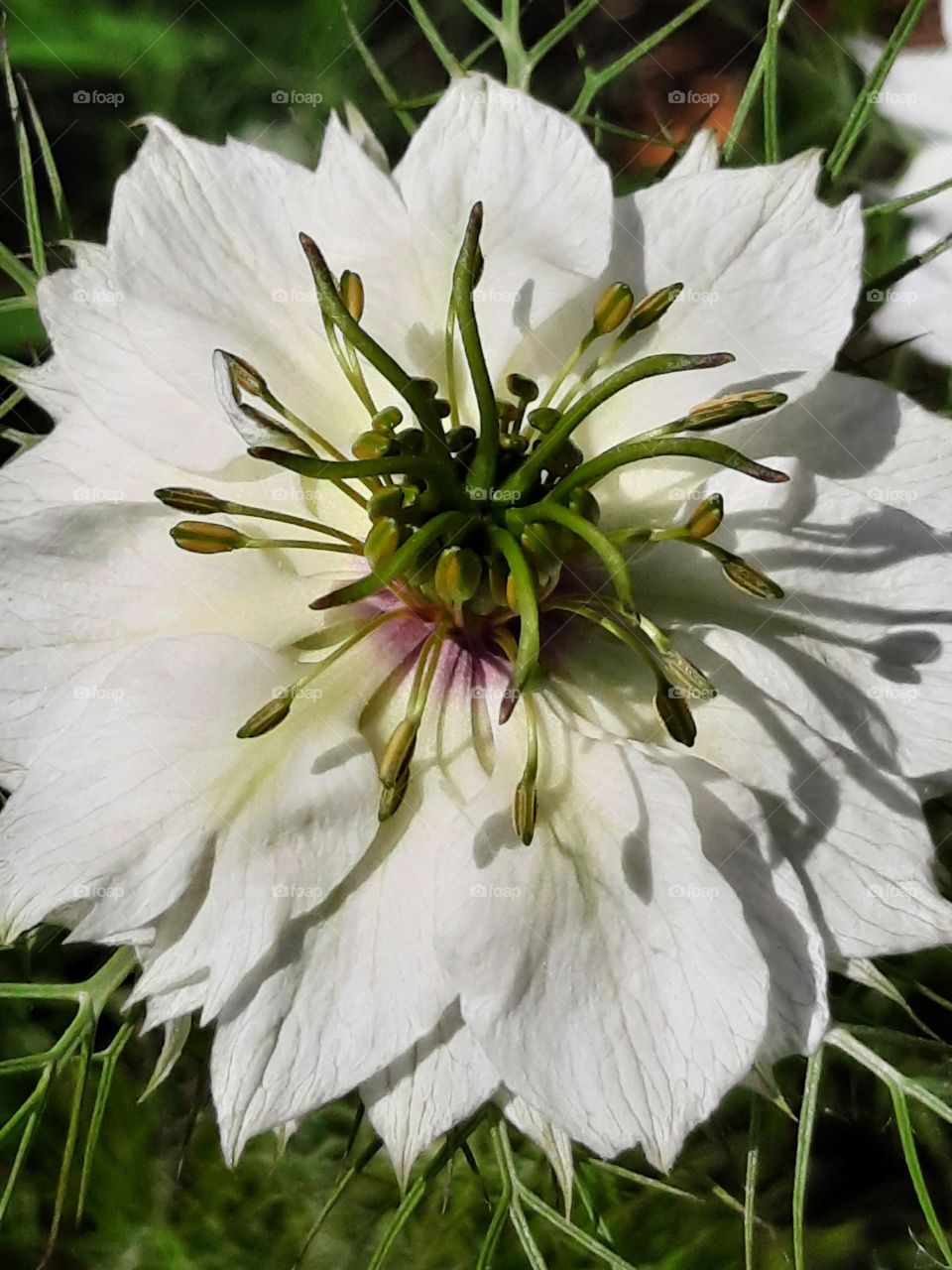 portrait of black cumin  flower in sunshine