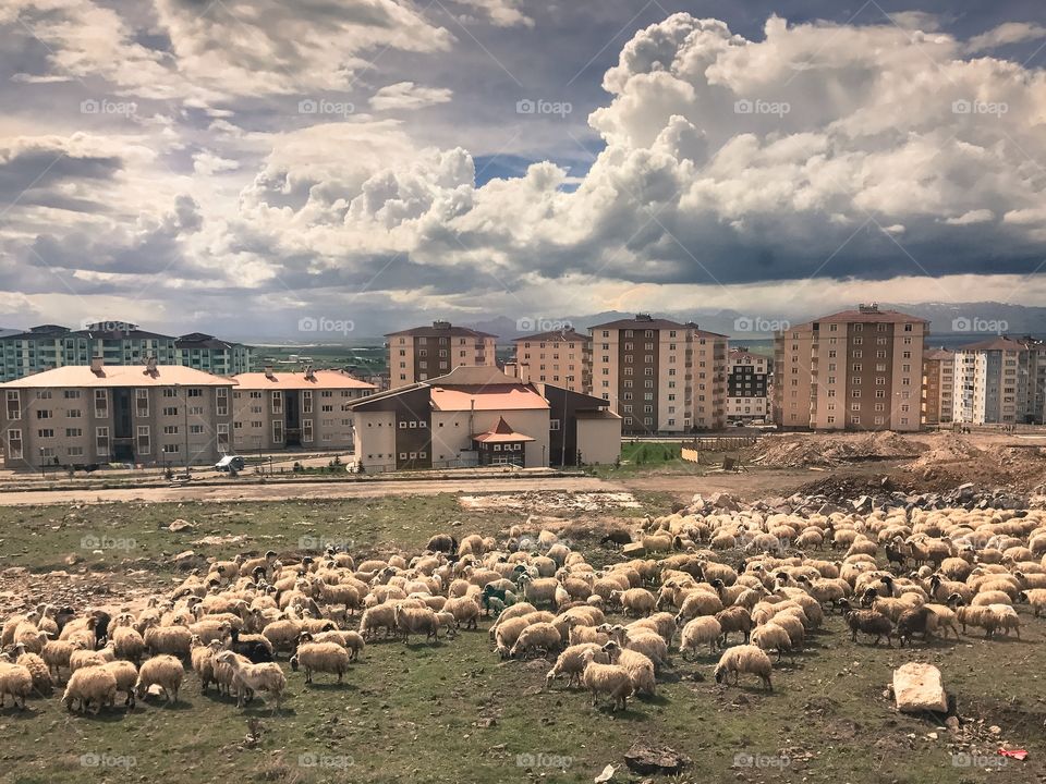 No Person, Sheep, Architecture, Agriculture, Livestock