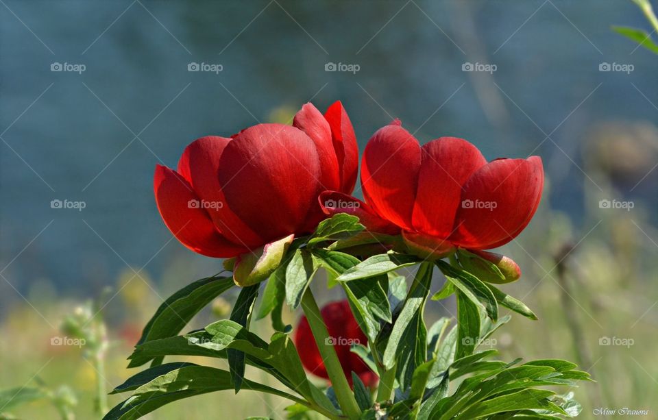 Beautiful Bulgarian flowers 