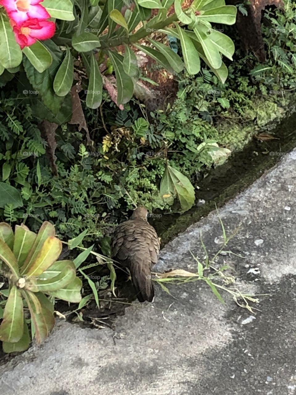 The stories of the birds, Countryside ( Thailand 🇹🇭