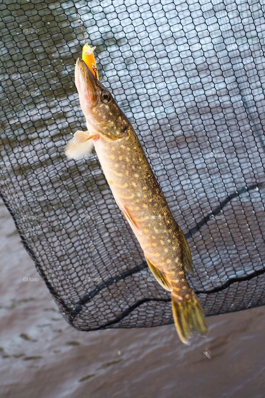 Freshly caught pike