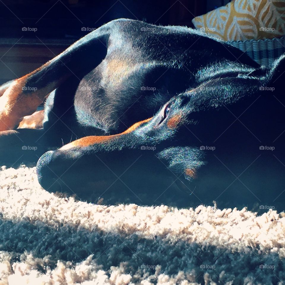 Tico the Doberman, carpet napping