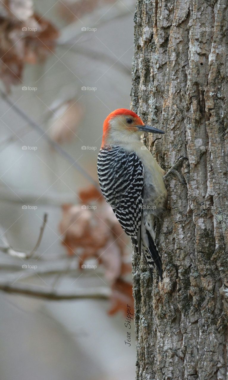 Red-bellied Woodpecker