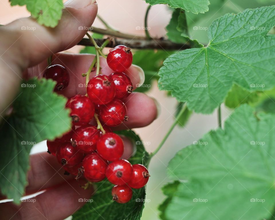 Healthy fruits