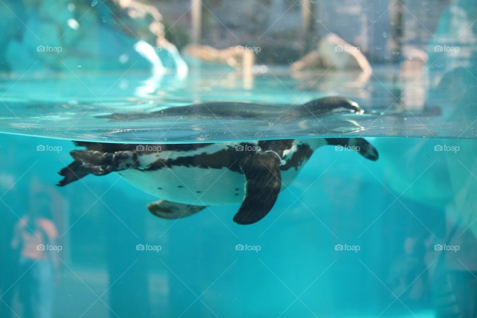 Penguin in the aquarium