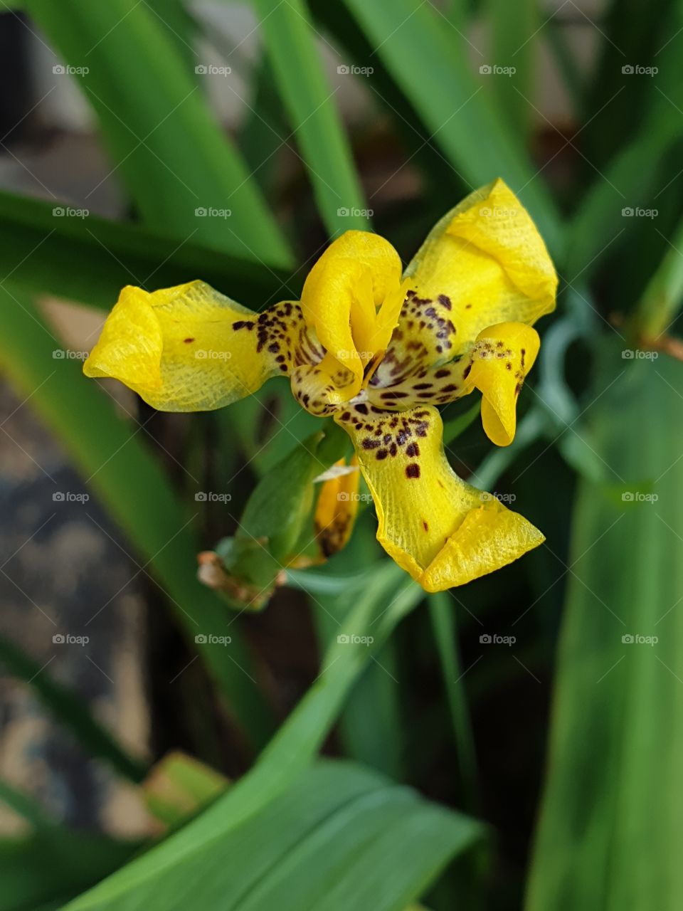 the beautiful yellow flowers in Thailand