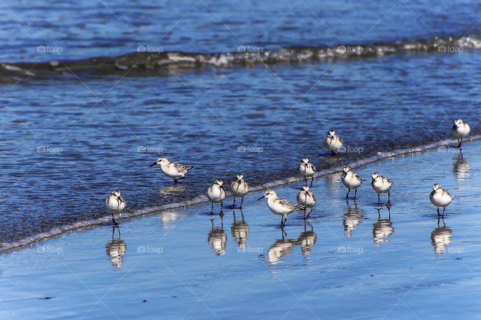 Some juvenile Sanderlings waiting at the wave edge for tasty bits to eat. Their bodies are reflected on the wet sand and in the water as they enjoy a rest & hopefully a meal! 