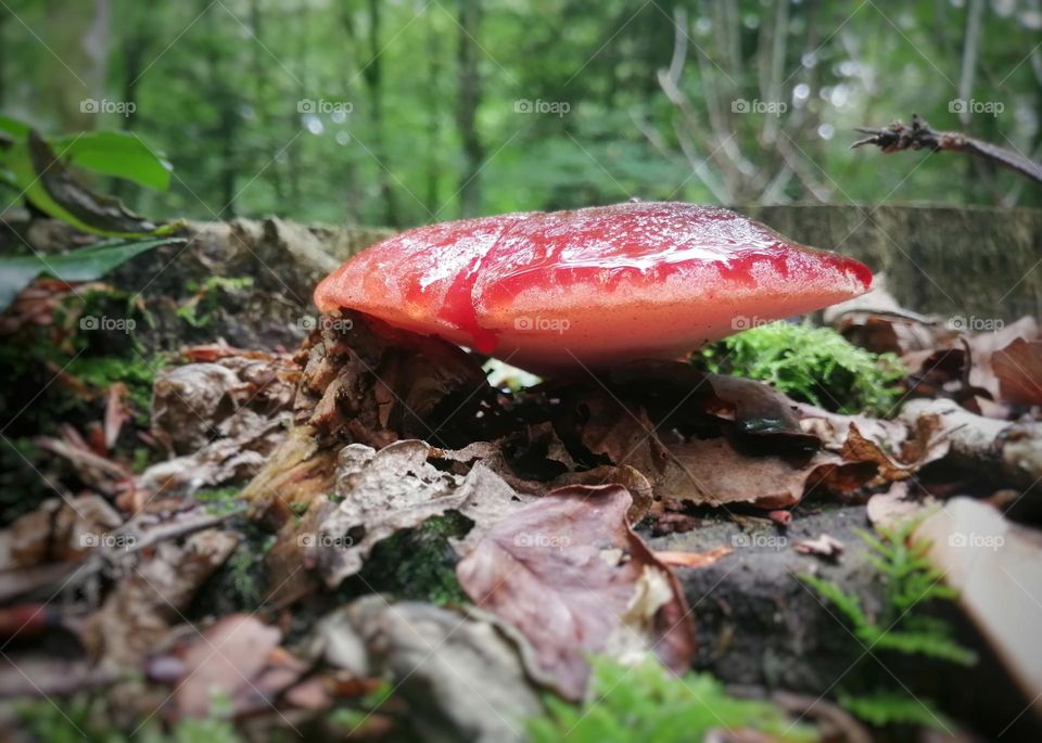 Red mushroom