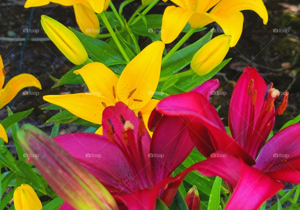 Colorful Easter Lily Flower bed