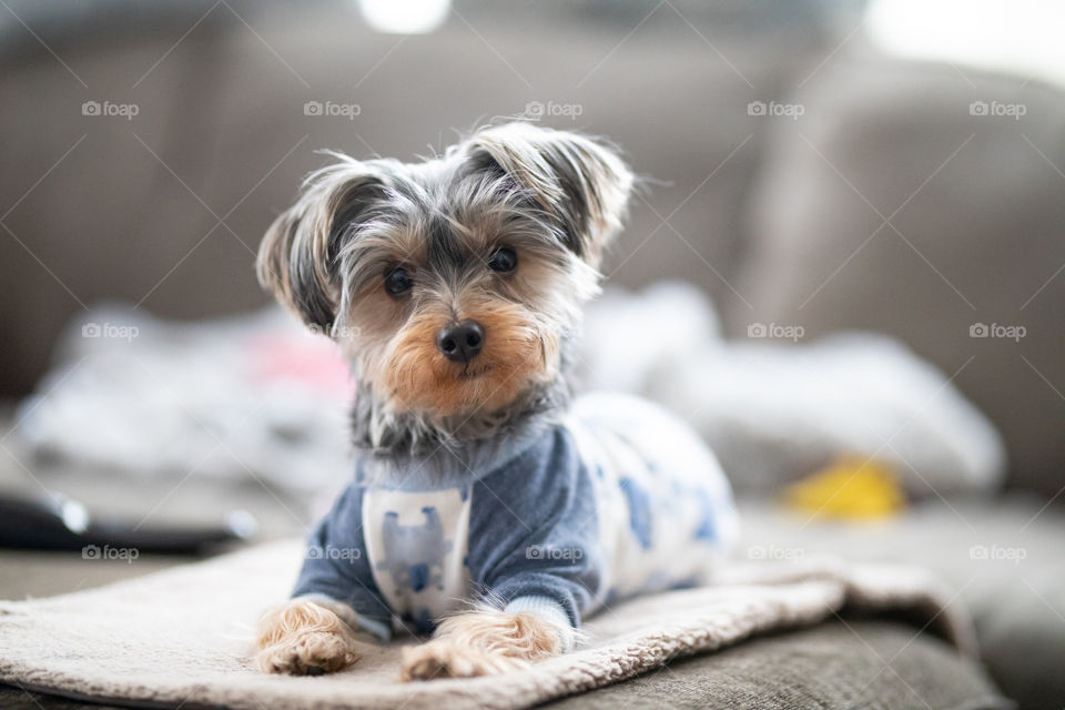 Naturally lit high key Yorkshire terrier dog in blue fitwarm pajamas. 
