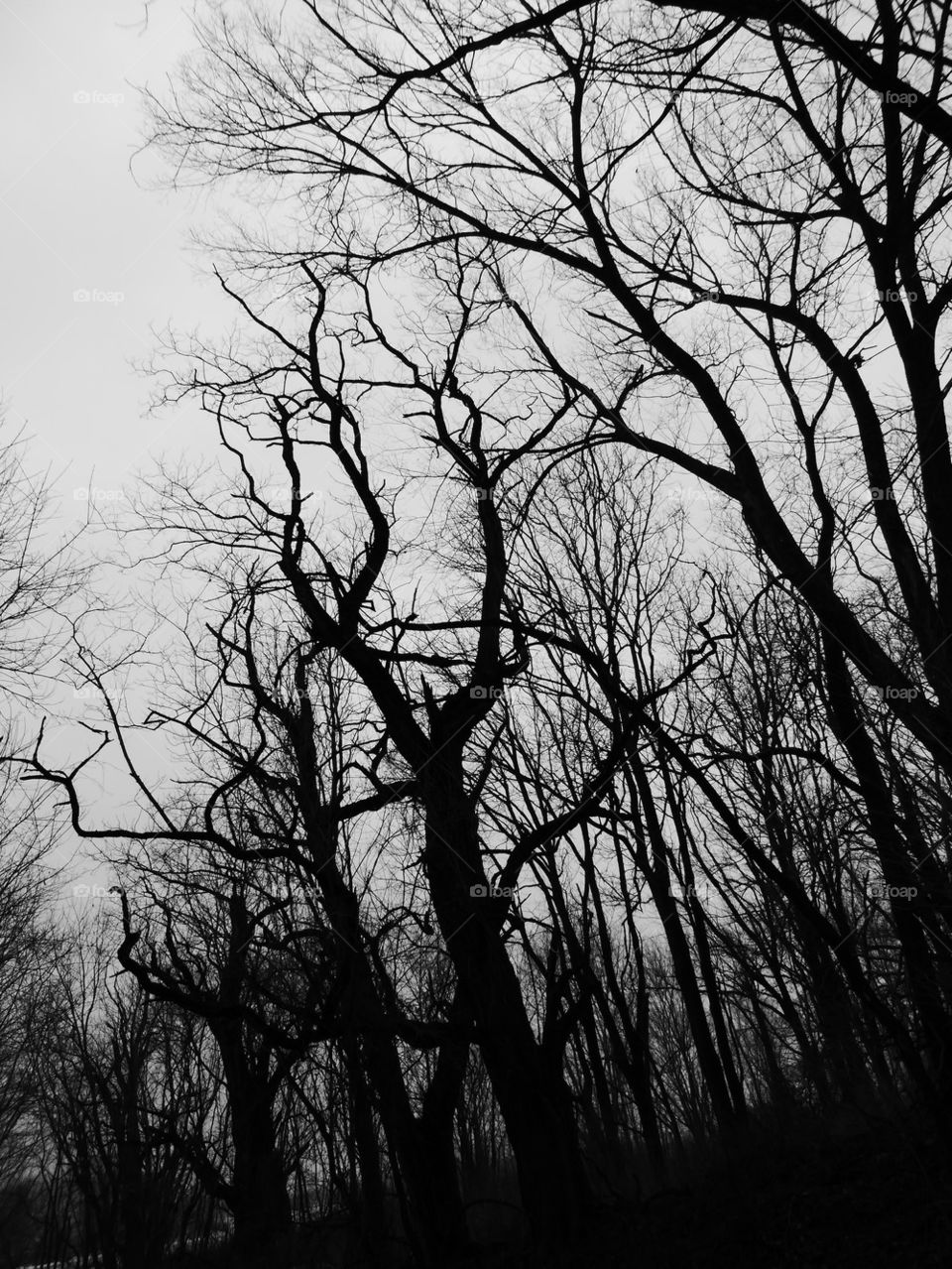 Black n white of winter trees 