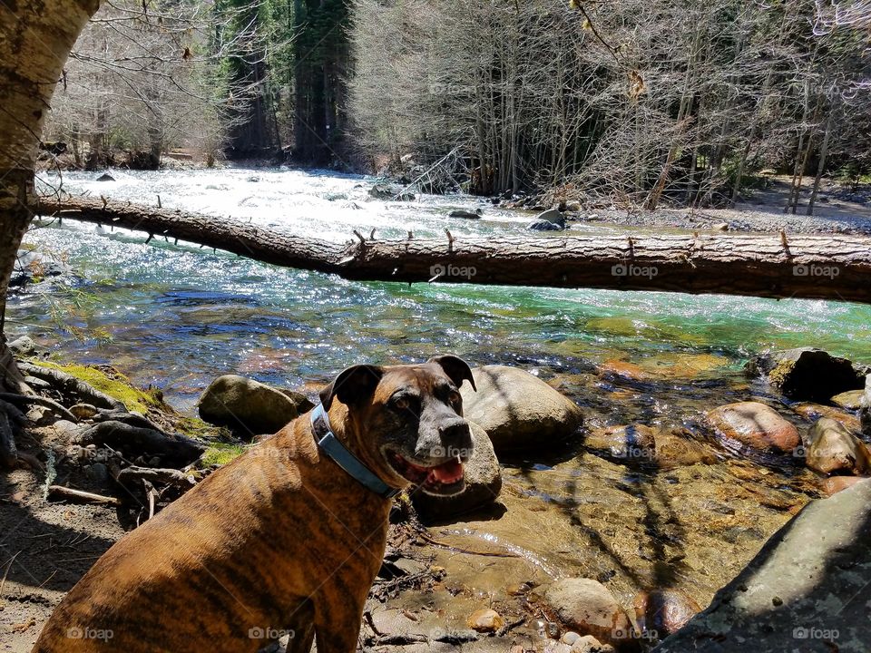 Thor hanging out by the river, in the Sierras!