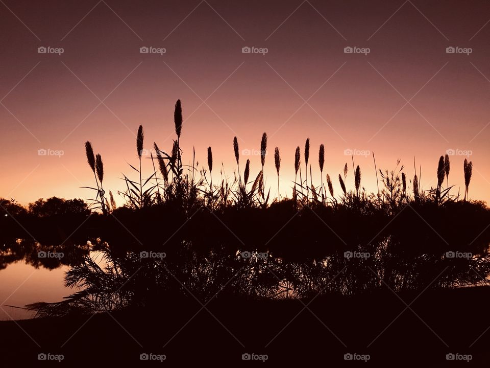 Cat Tail are all standing in Attendance ready to finish a Beautiful Day. The Night is creating a glorious finish to a Cool but very warm end into Night.