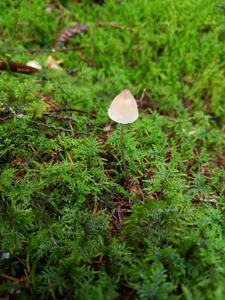 Fungus, Mushroom, Flora, Nature, Wood