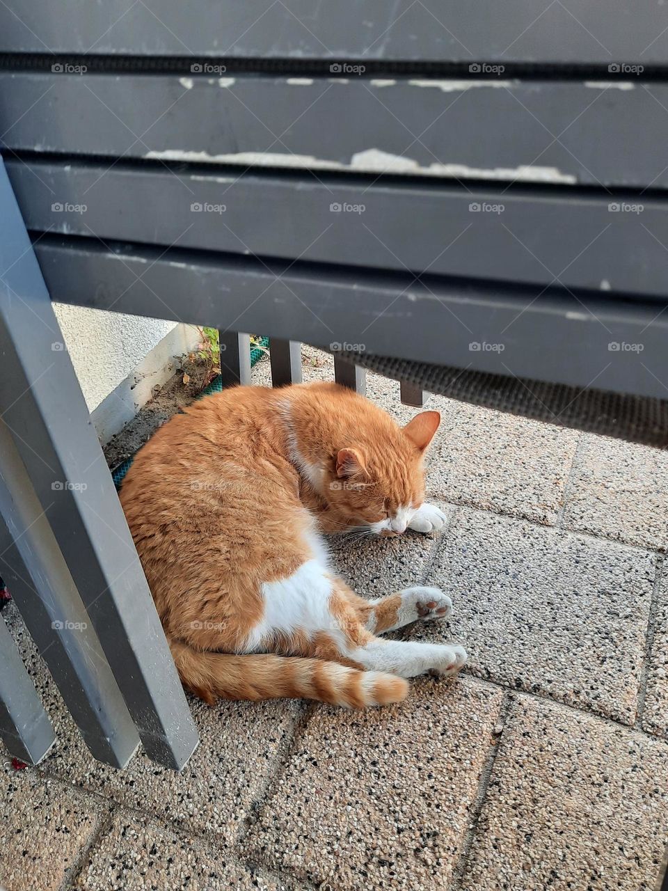 rusty cat enjoying summer shade