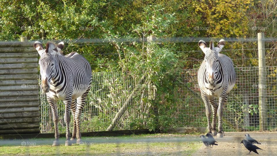 Guard zebra