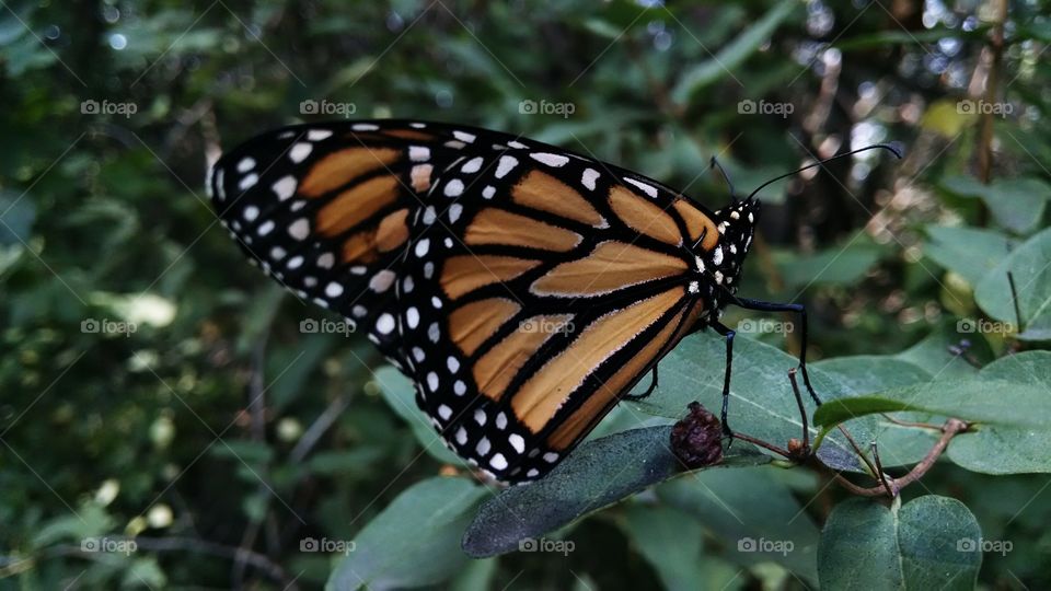 Monarch 2