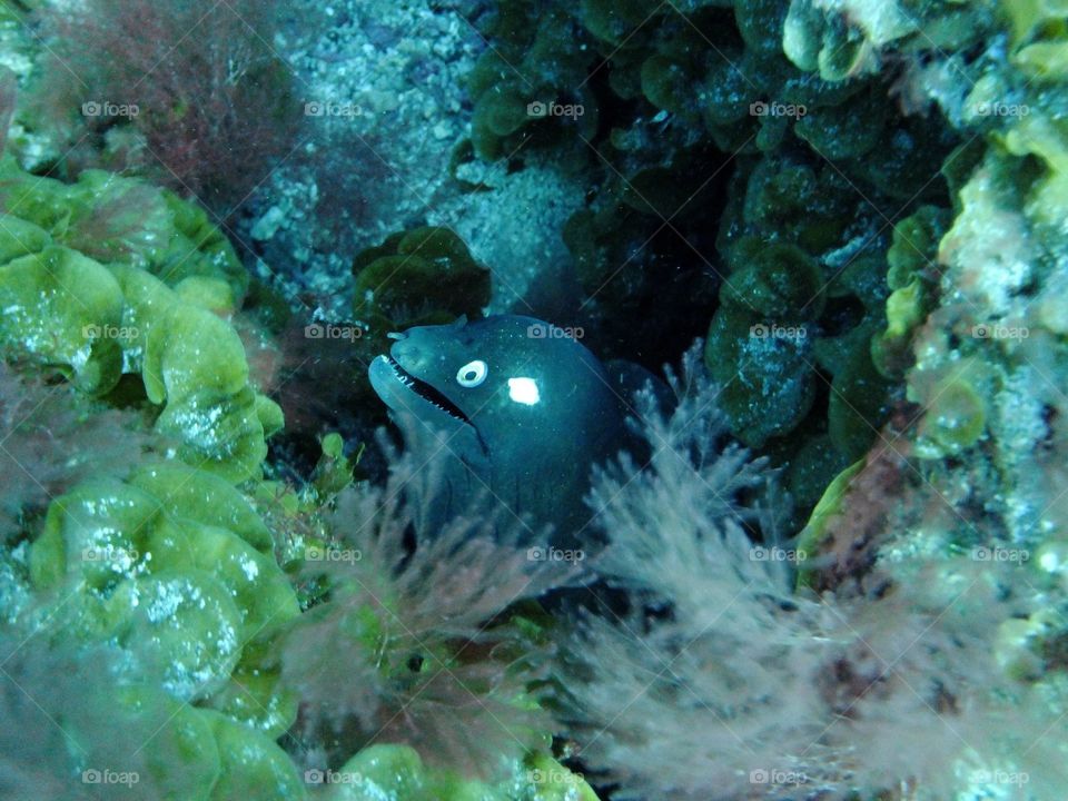 Moray eel