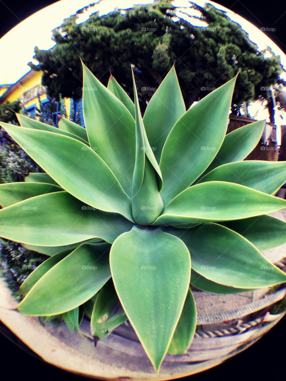 green garden closeup leaves by gene916