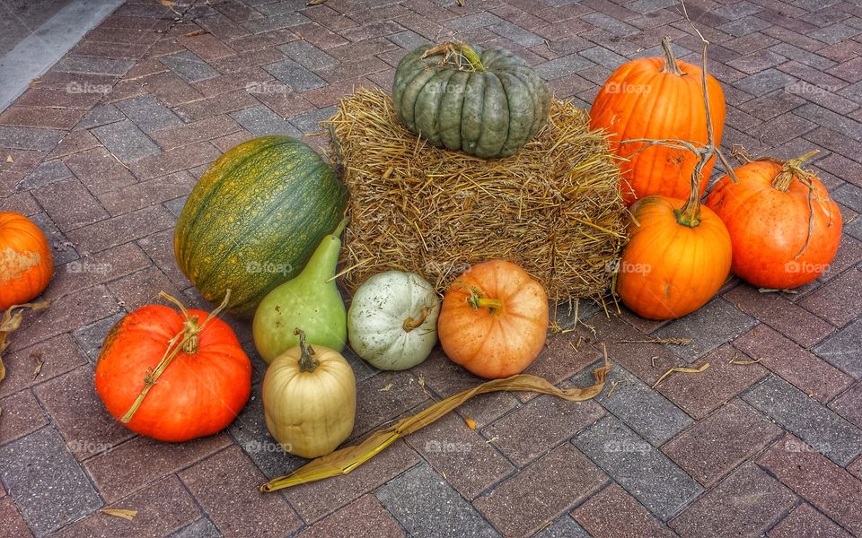 High angle view of pumpkins and gourd