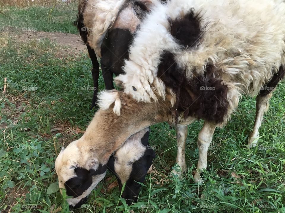 Two sheep are eating the grass 